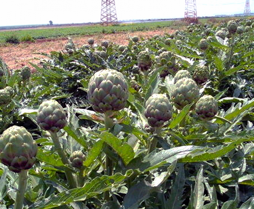 Urla Enginar Festivali