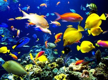 Balayı Özel Konsept Sharm El Sheikh Turu Ajet Havayolları İle 4 Gece Transfer Saatine Kadar Otel Kullanımlı